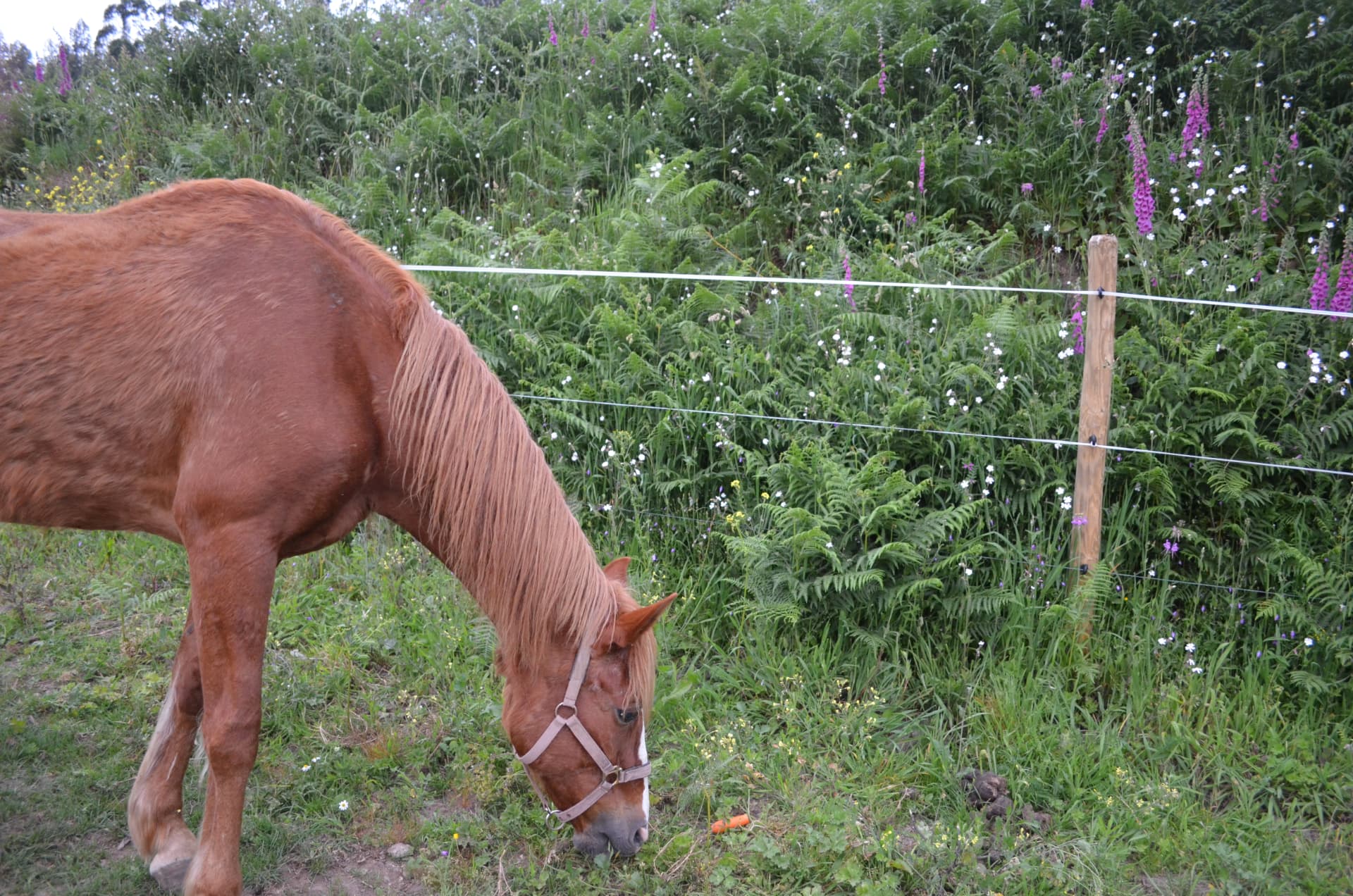 Caballo junto a un invernadero de la finca de Azura Tech