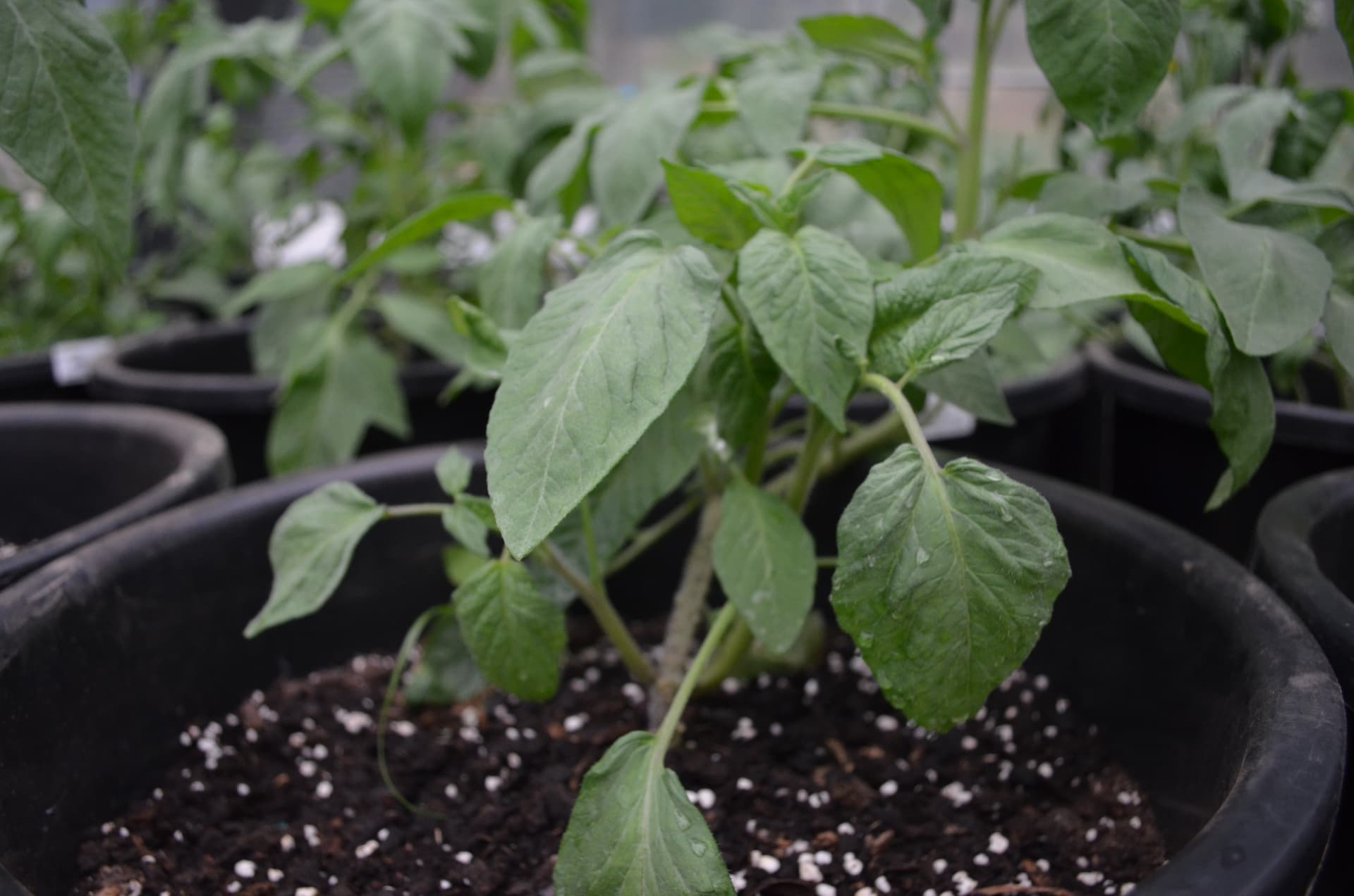 Planta joven cultivada en maceta en las instalaciones de Azura Tech